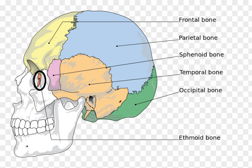 Skull Human Skeleton Anatomy The Skeletal System Bone PNG