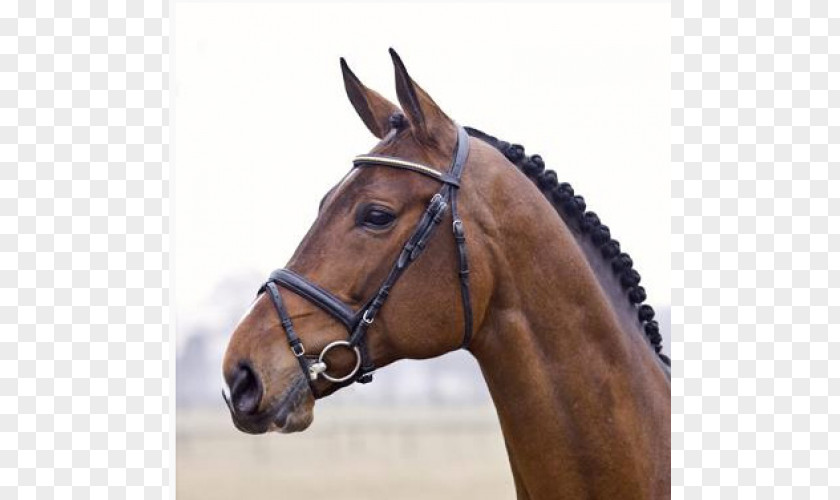 Spartacus Stallion Hanoverian Horse Dutch Warmblood Brazilian Sport American Quarter PNG