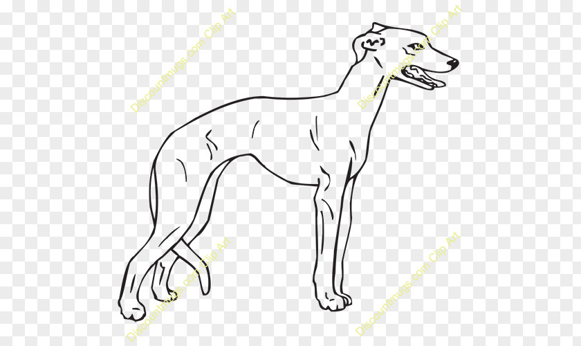 Whippet Italian Greyhound Spanish Sloughi Dog Breed PNG