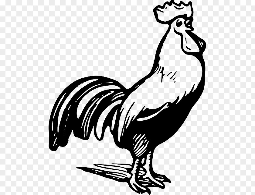 Cock Crow Rooster Clip Art PNG