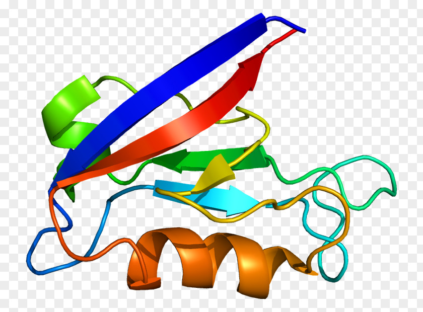 DLG1 DLG2 Gene Protein Membrane-associated Guanylate Kinase PNG