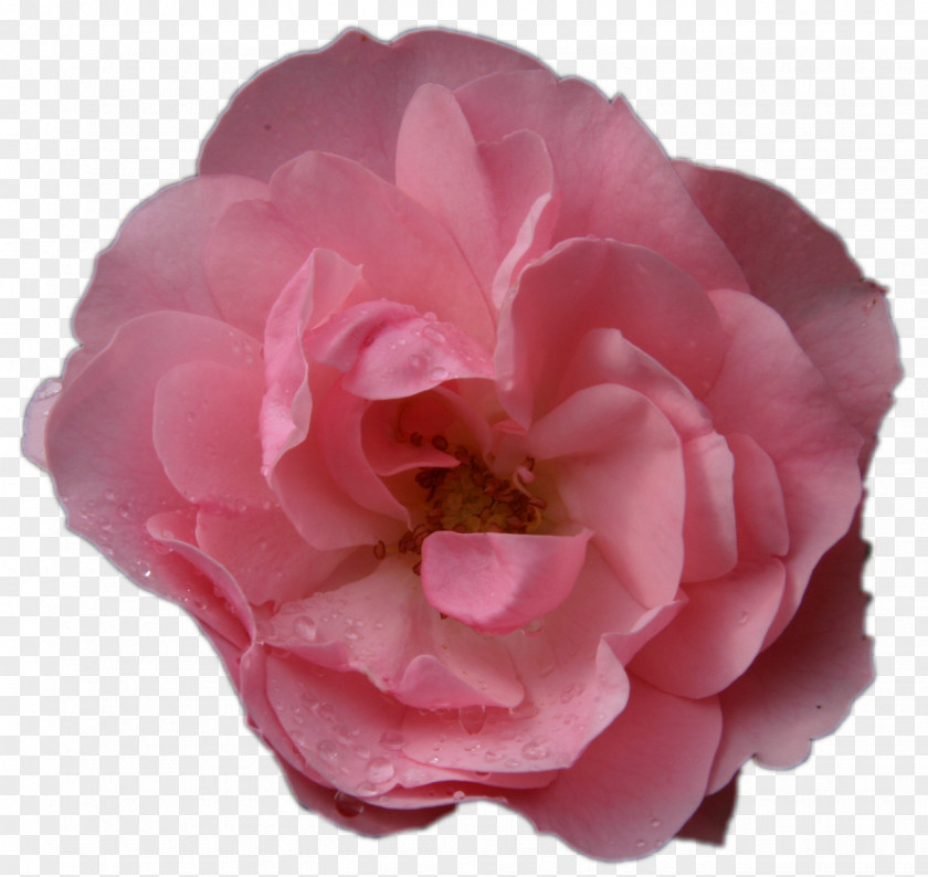 Flower Garden Roses Cabbage Rose Floribunda Pink PNG