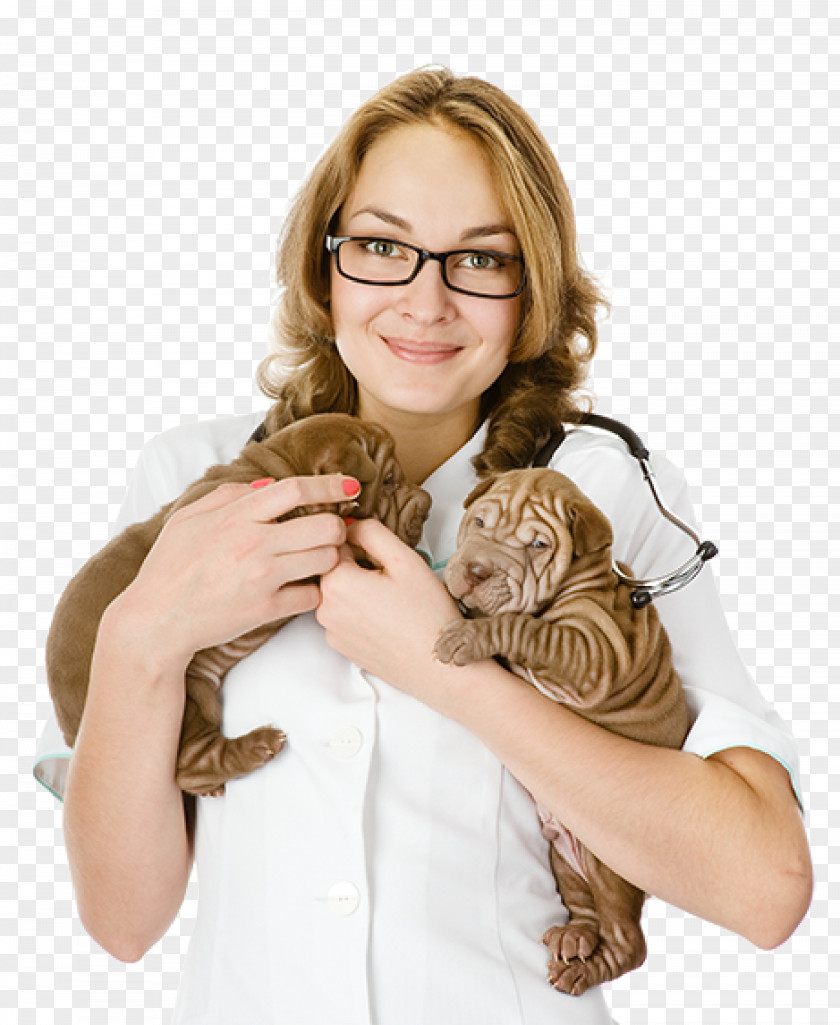 Veterinary Shar Pei Puppy Cat Kitten Veterinarian PNG