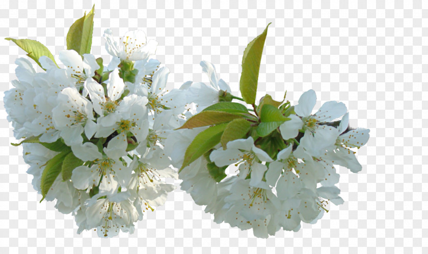 Blossoms Flower Blog Clip Art PNG