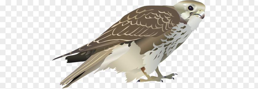 Falcon Prairie Bird Clip Art PNG