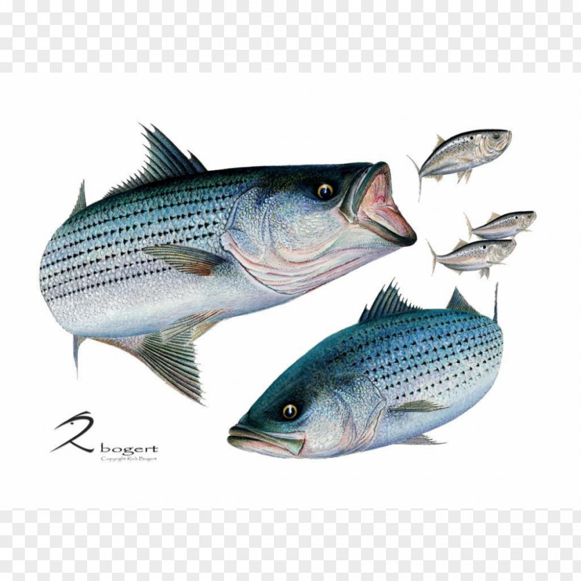 Fish Striped Bass Sardine Mackerel Barramundi PNG
