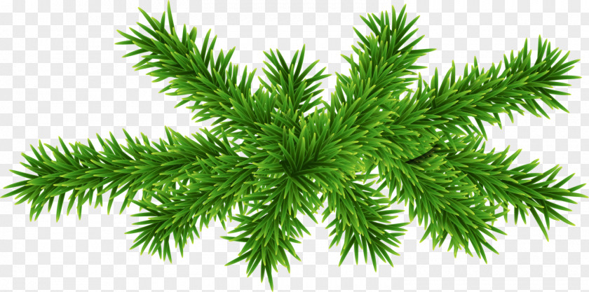 Green Concise Plant PNG