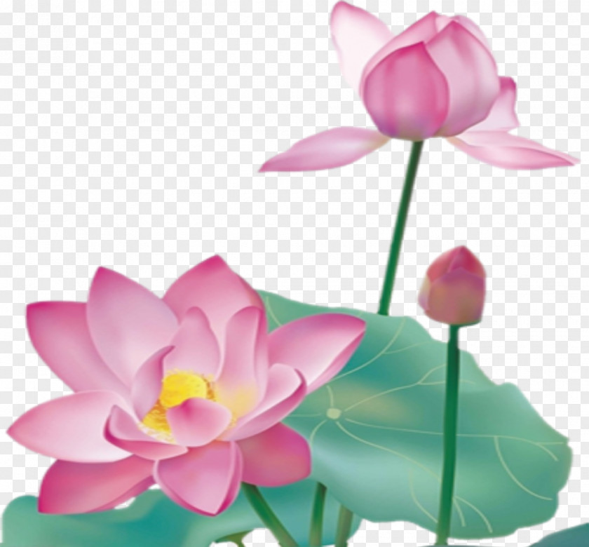 Lotus Nelumbo Nucifera Graphic Design PNG