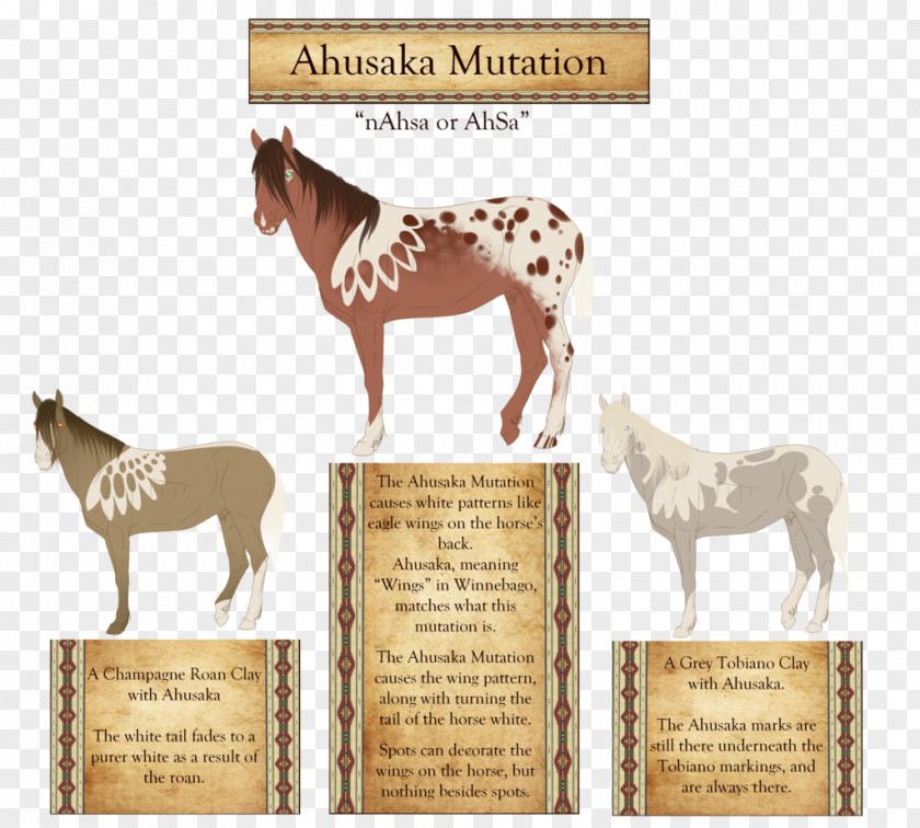 Mustang Foal Pony Pack Animal Fauna PNG