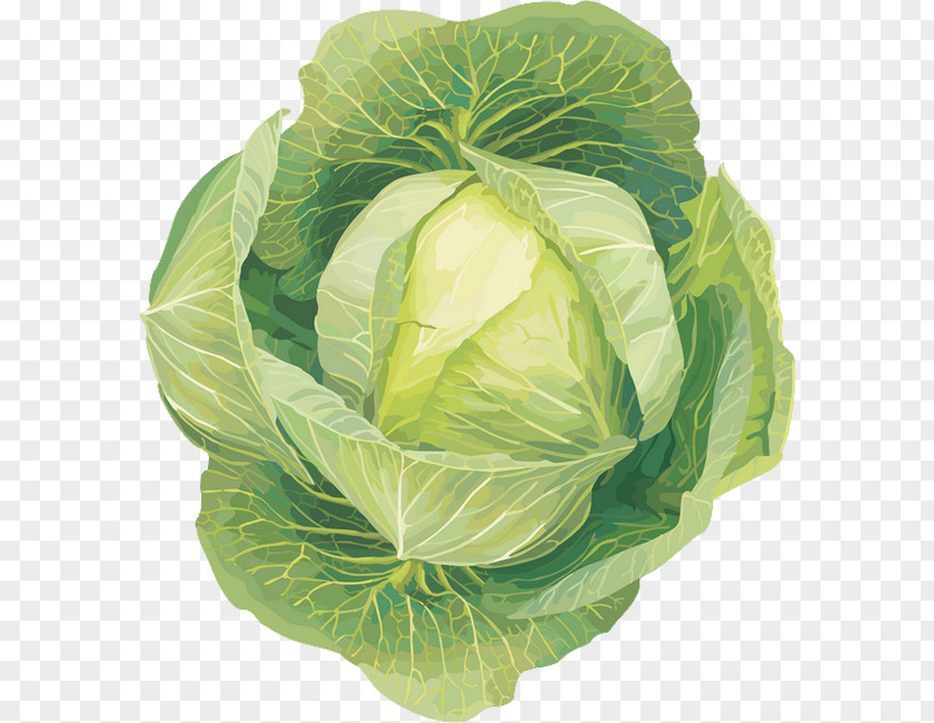 Cabbage Leaf Vegetable Clip Art PNG