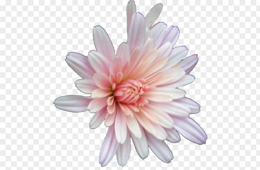 Chrysanthemum Marguerite Daisy Family Transvaal Aster PNG