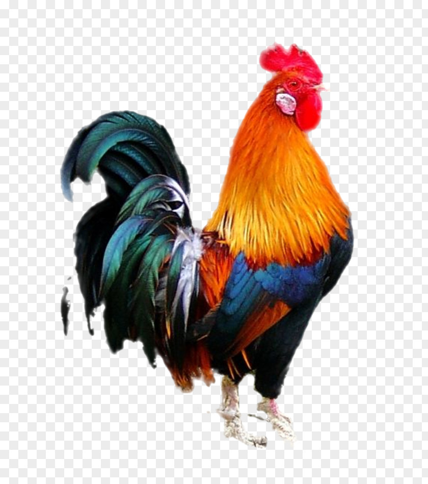 Cock Chicken Bird Rooster PNG