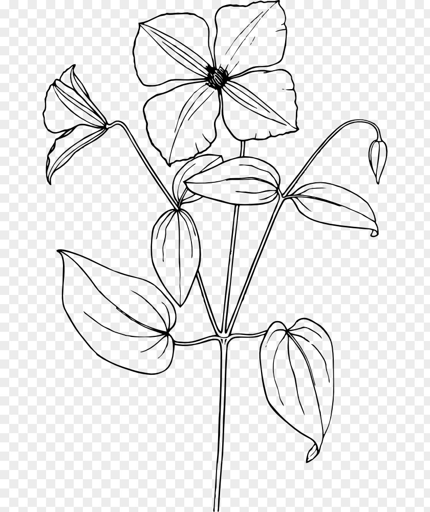 Flower Drawing Clip Art PNG