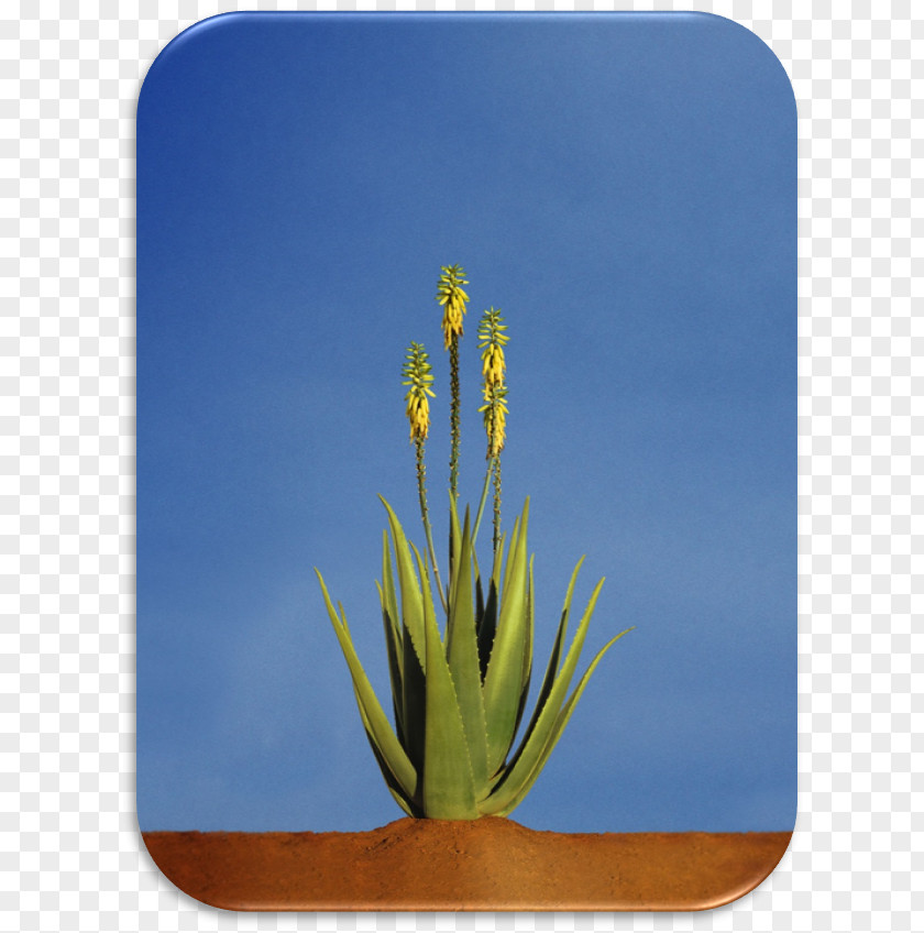 Plant Aloe Vera Asphodelaceae Xanthorrhoeaceae Gel PNG