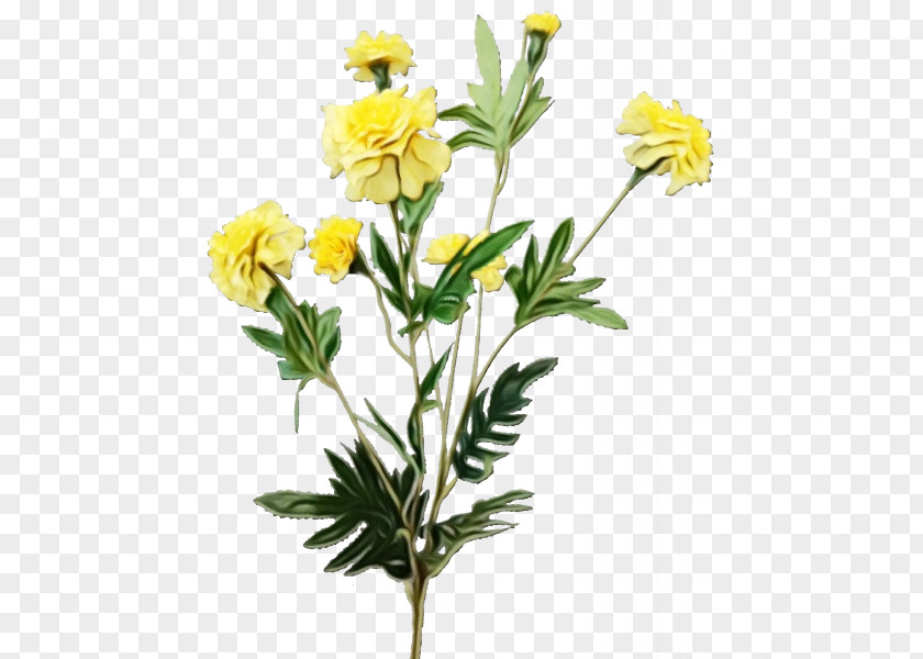 Tagetes Cinquefoil Flower Flowering Plant Yellow Globe PNG