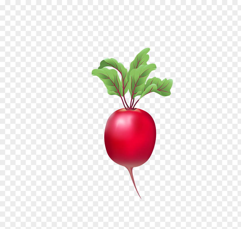 Attractive Carrot Radish Chinese Cabbage PNG