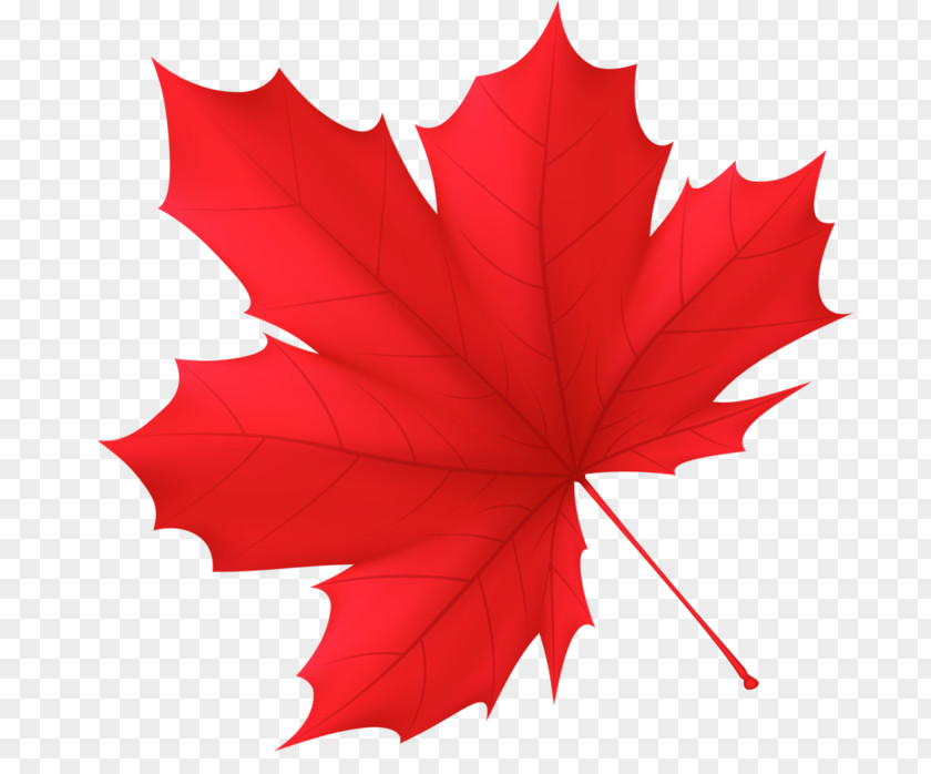 Autumn Royalty-free Leaf Canada Clip Art PNG