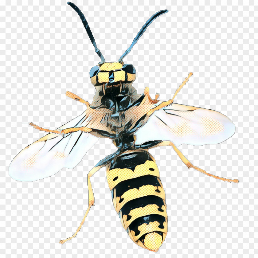 Beetle Carpenter Bee Cartoon PNG