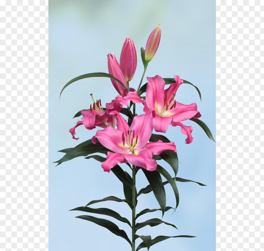 Design Floral Lily Of The Incas Cut Flowers Pink M PNG