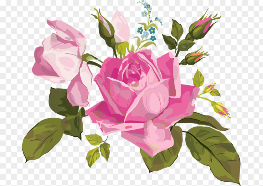 Flower Garden Roses Centifolia Floral Design Floribunda PNG