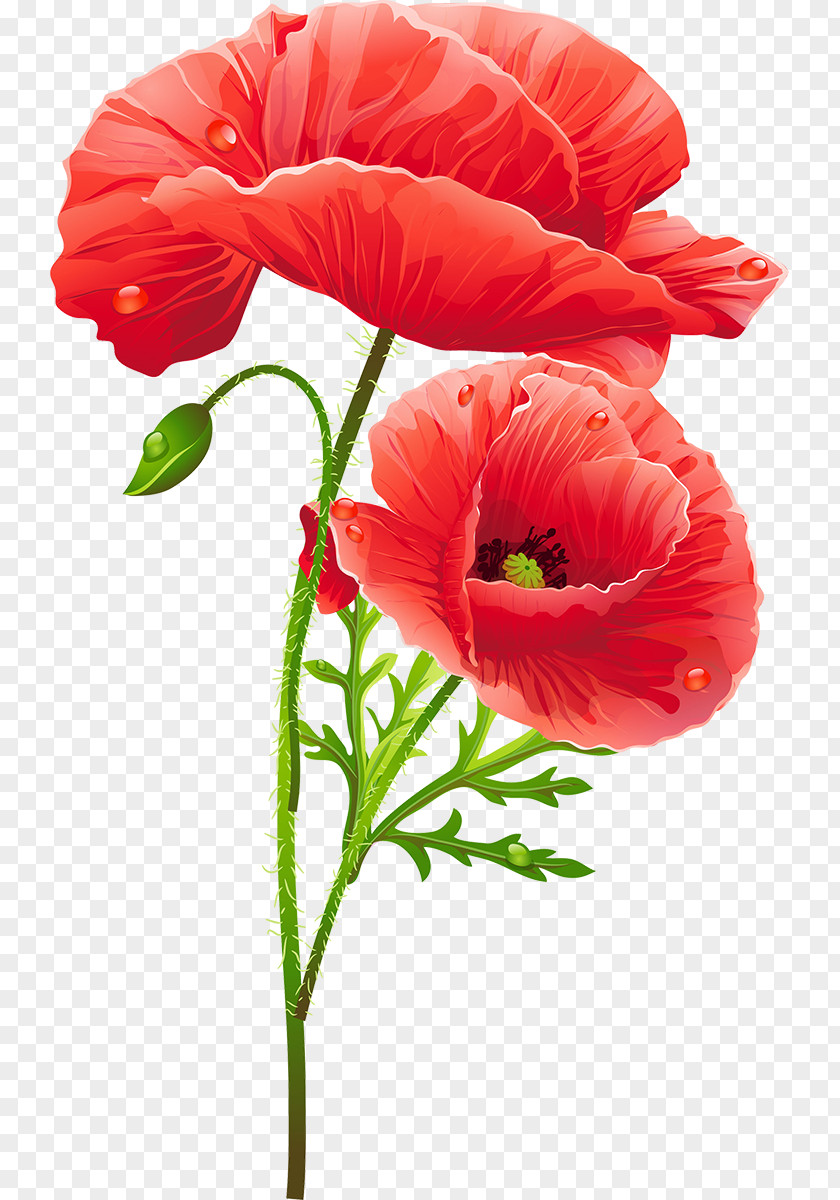 Flower Poppy PNG