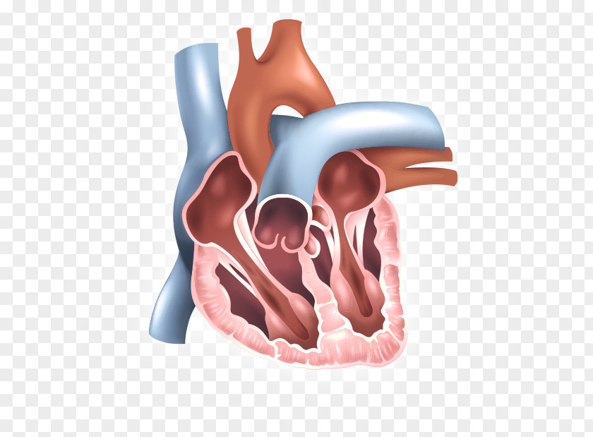 Human Heart Inferior Vena Cava Filter Superior Venae Cavae Vein PNG