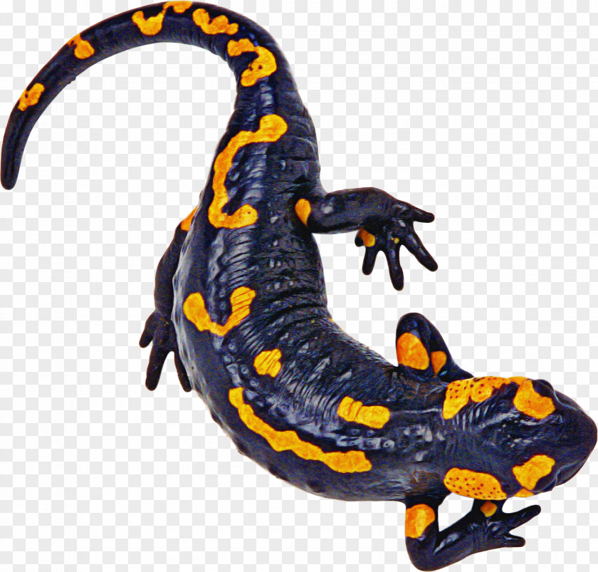 Salamandra Fire Salamander True Salamanders And Newts Spotted PNG