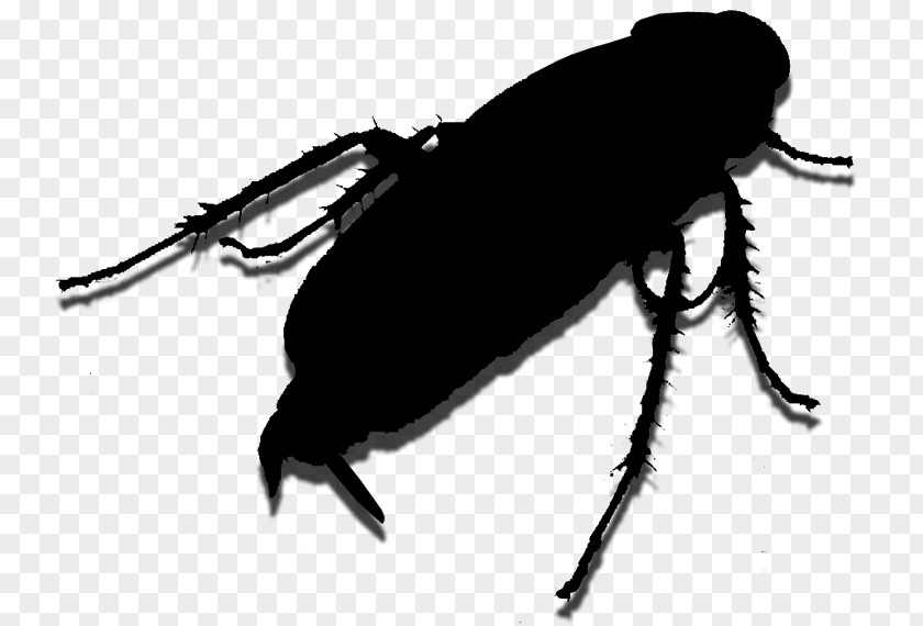 Weevil Insect Membrane Scarab PNG