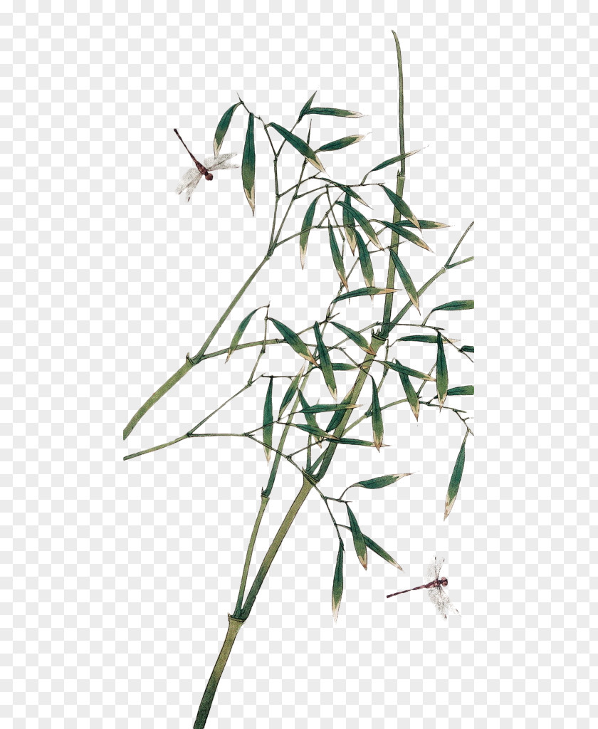Bamboo Painting PNG