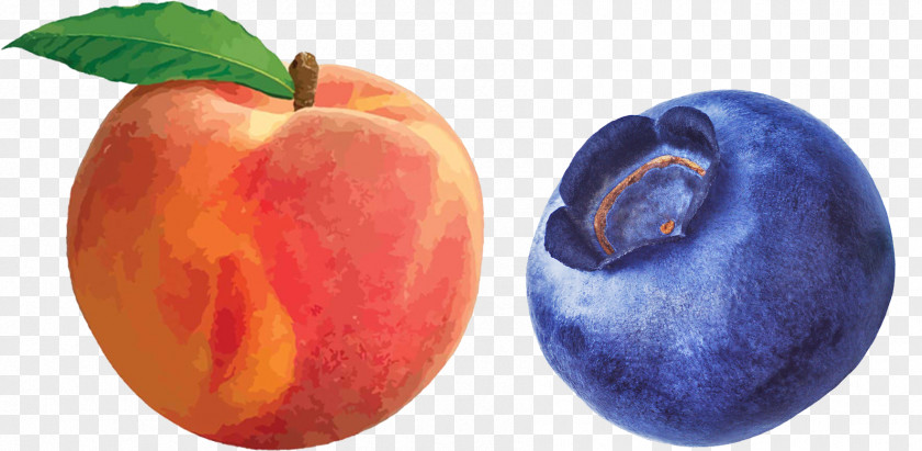 Blueberries Palisade Peach Clip Art PNG