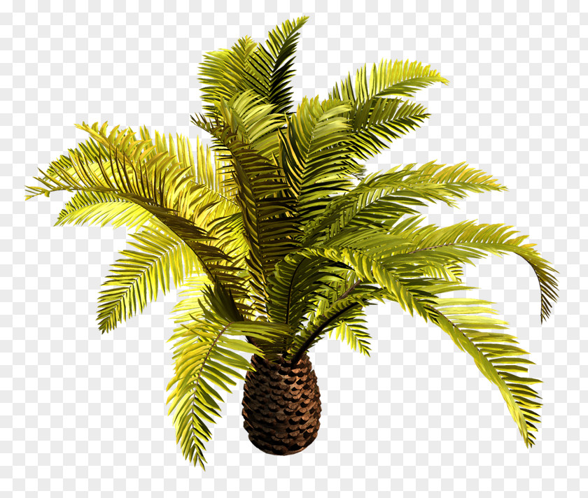 Date Palm Babassu Arecaceae Oil Palms Clip Art PNG