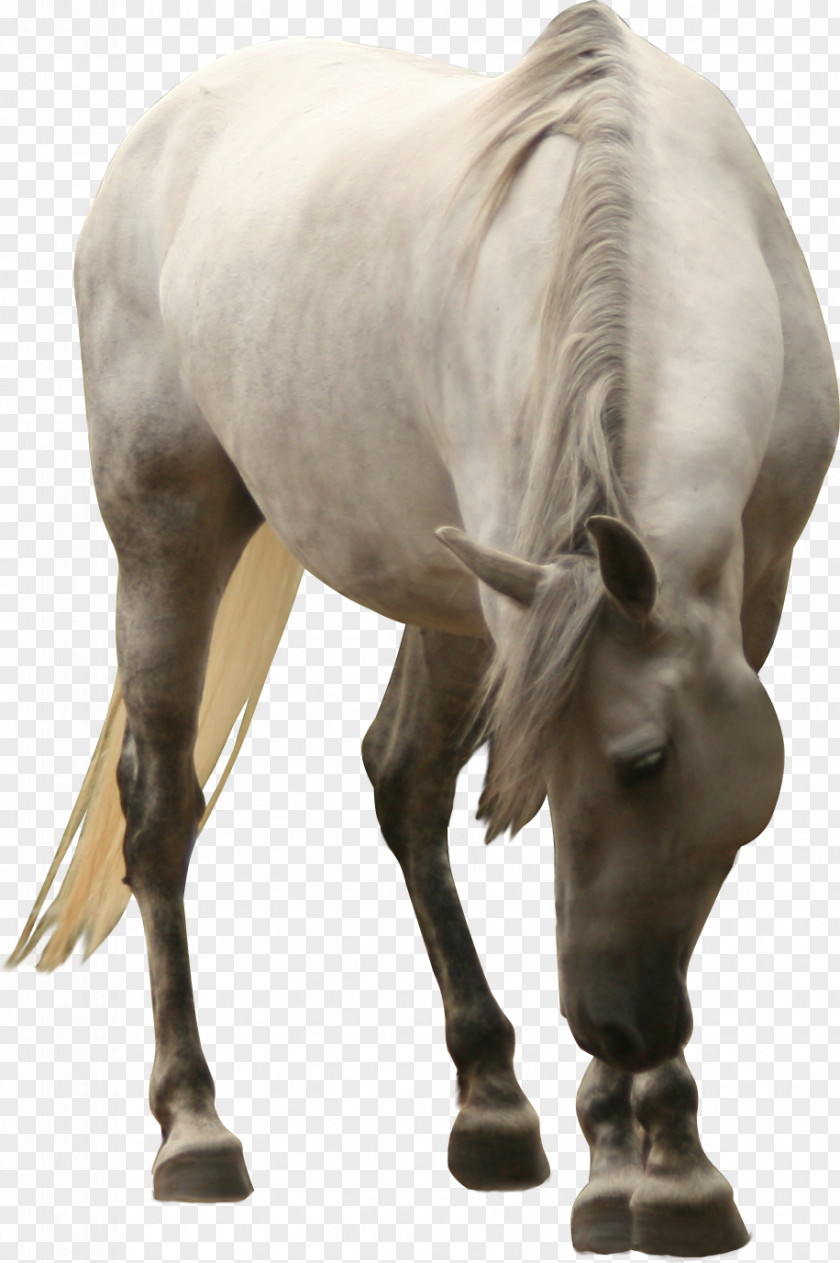 Horse Mustang Friesian Akhal-Teke Foal Mare PNG