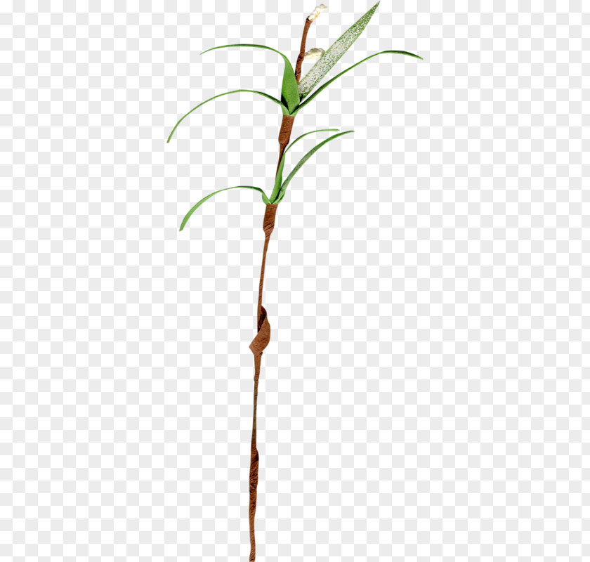 Leaf Twig Plant Stem Grasses Family PNG