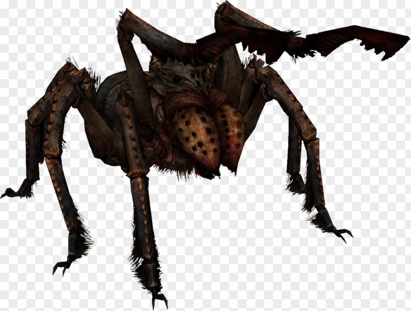 Nonvenomous Spider The Elder Scrolls Online: Dark Brotherhood Video Games Image PNG