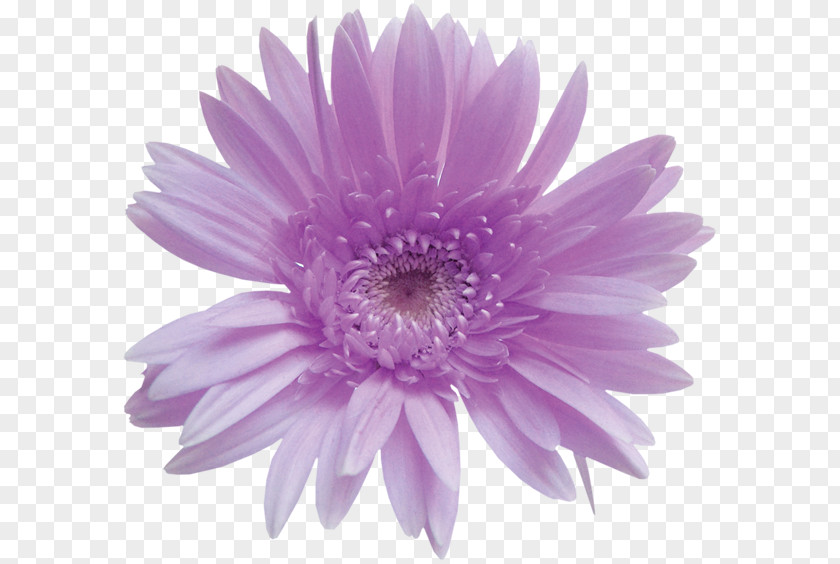 Purple Bouquet Desktop Wallpaper Flower Clip Art PNG