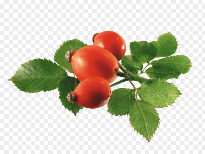 Rosa Mosqueta Rose Hip Herb Carrier Oil Extract Coconut PNG