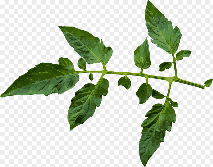 Tomato Plant Leaf Juice Black Krim Pest PNG
