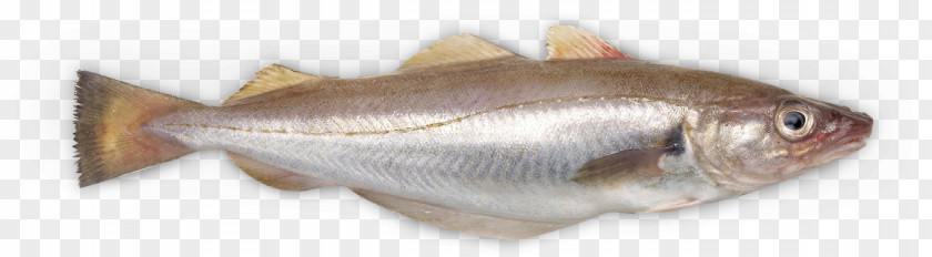 Vis A Fish Soup Whiting Ciabatta Northern Red Snapper Rondvis PNG