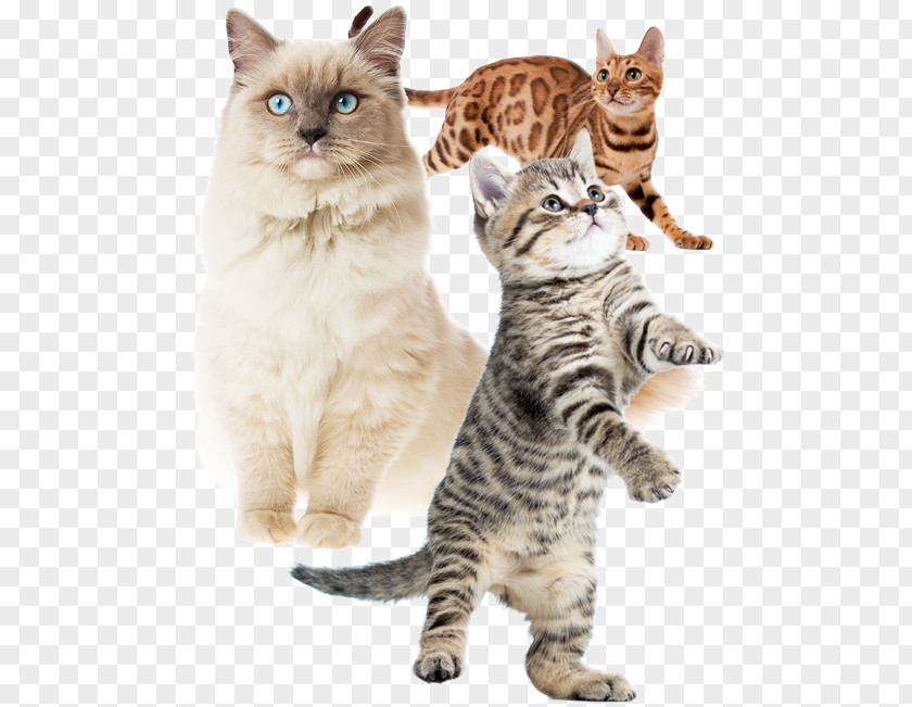 Cats American Shorthair Bobtail Wirehair Kurilian California Spangled PNG