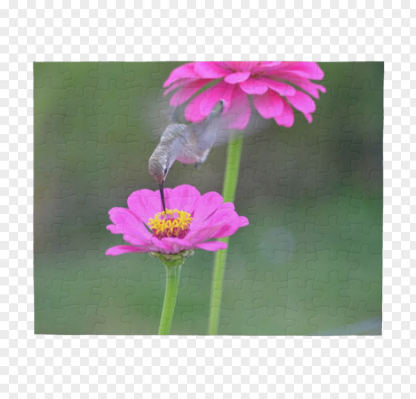 Excited Crossword Clue Garden Cosmos Lawn Wildflower Pink M Plant Stem PNG
