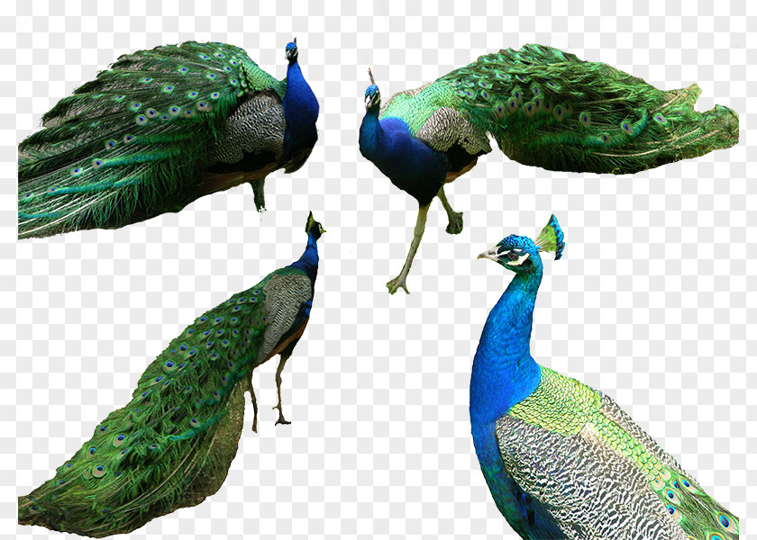 Four Beautiful Peacock Bird Tiger Peafowl Computer File PNG