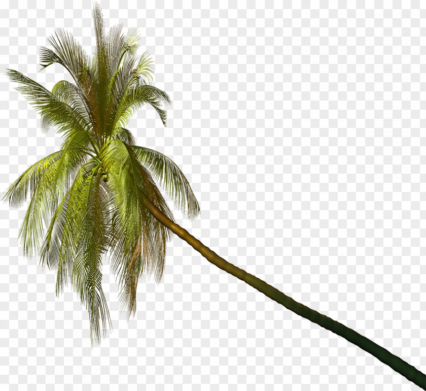 Palm Arecaceae Plant PhotoScape Clip Art PNG
