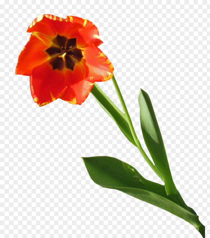 Tulip Cut Flowers Planter Petal PNG