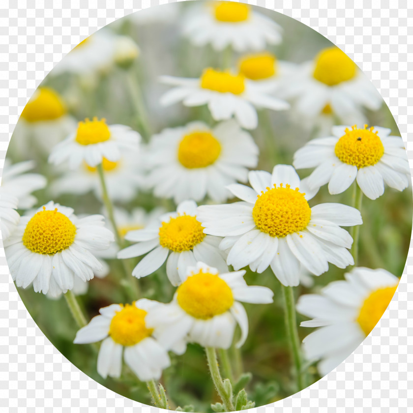 Chamomile German Tea Roman Medicinal Plants PNG