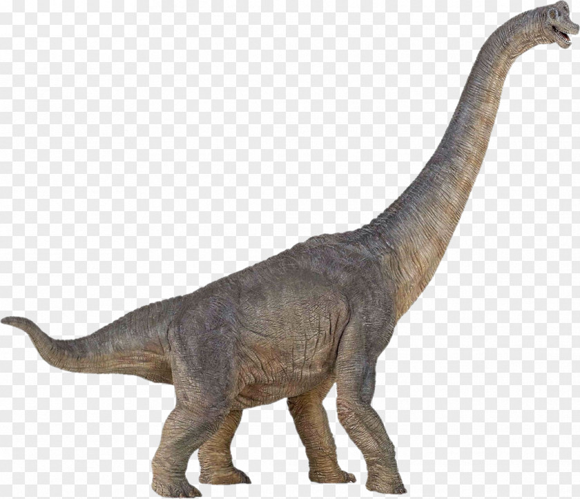 Dinosaur Brachiosaurus Size Stegosaurus Spinosaurus PNG