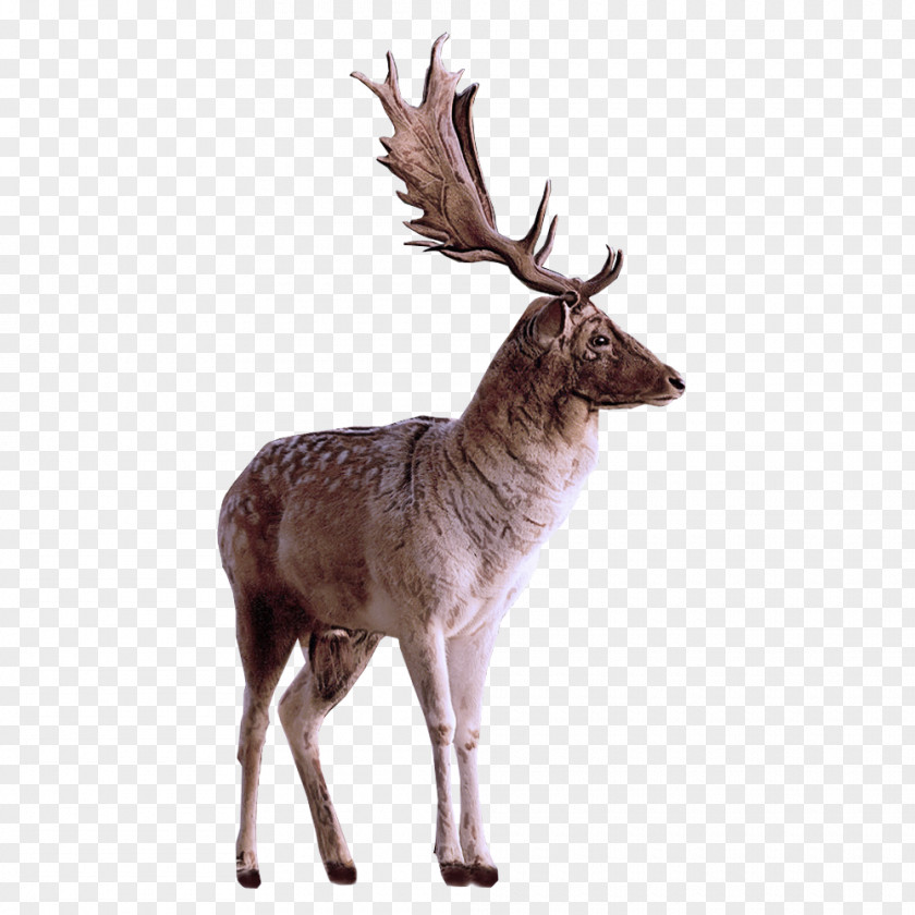 Fawn Roe Deer Reindeer PNG