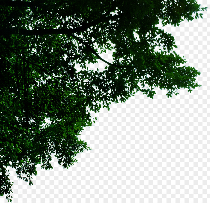 Leaves Jiamusi Template PNG