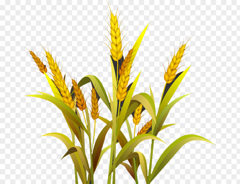 Wheat Grasses Cereal Germ Google Images PNG