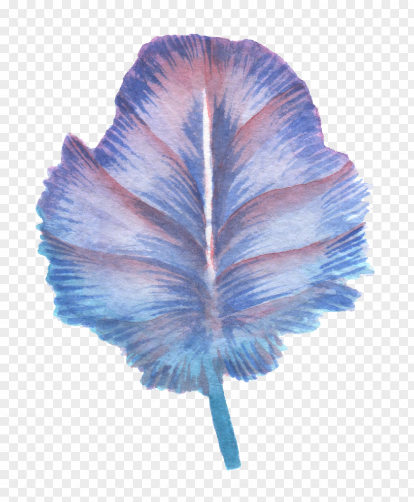 A Painted Feather Drawing PNG