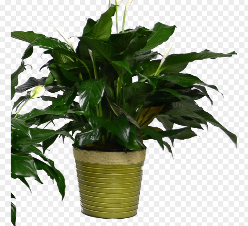 Leaf Peace Lily Flowerpot Houseplant Evergreen PNG